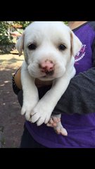 Snowy - Mixed Breed Dog