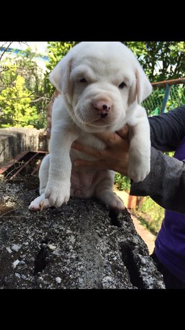 Snowy - Mixed Breed Dog