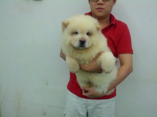 High Quality Chow Chow Cream - Chow Chow Dog