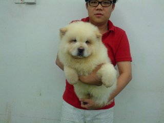 High Quality Chow Chow Cream - Chow Chow Dog