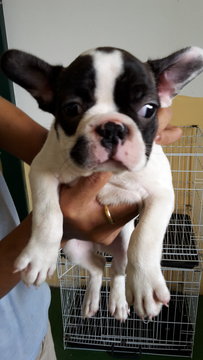 French Bulldog Frenchie - French Bulldog Dog