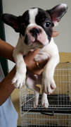 French Bulldog Frenchie - French Bulldog Dog