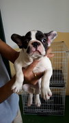 French Bulldog Frenchie - French Bulldog Dog