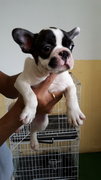 French Bulldog Frenchie - French Bulldog Dog