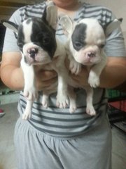 French Bulldog Frenchie - French Bulldog Dog