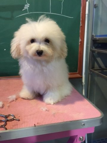 White Toy Poodle - Imported Line - Poodle Dog