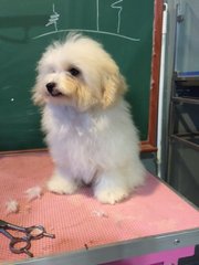 White Toy Poodle - Imported Line - Poodle Dog