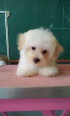 White Toy Poodle - Imported Line - Poodle Dog