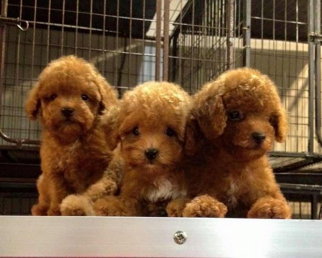 Toy Poodle - Red With Cert - Poodle Dog