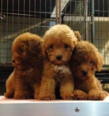 Toy Poodle - Red With Cert - Poodle Dog