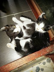 Male Kitten - American Curl + American Wirehair Cat