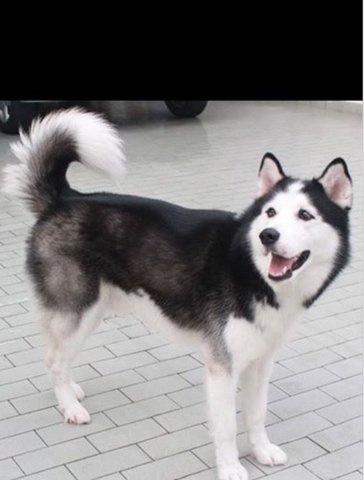 Mykie - Siberian Husky Dog