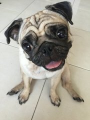 Chubby - Pug Dog