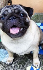 Cute Pugs - Pug Dog