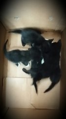 When first rescued them 5kittens