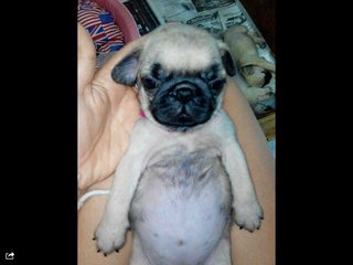 Pug Dog Fawn - Pug Dog