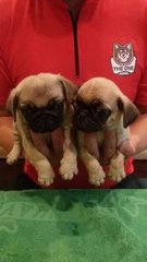 Pug Dog Fawn - Pug Dog