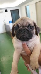 Pug Dog Fawn - Pug Dog