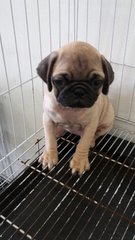 Pug Dog Fawn - Pug Dog