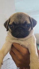 Pug Dog Fawn - Pug Dog