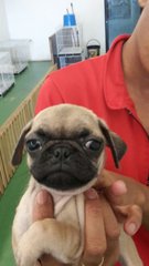 Pug Dog Fawn - Pug Dog