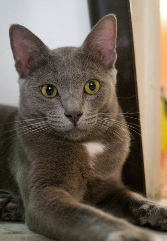 Rocky - Russian Blue Cat