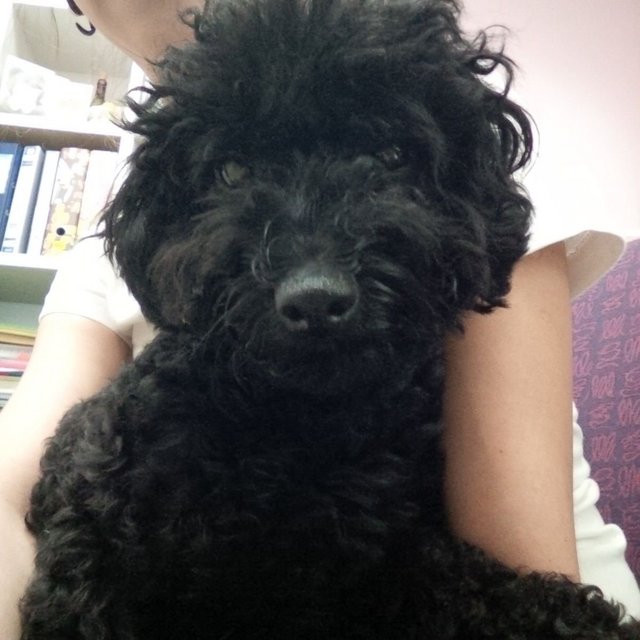 Zigzag  - Poodle Dog