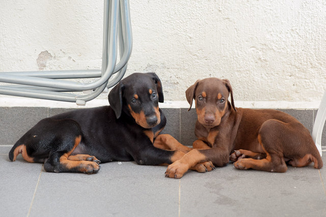 Champion Line Dobermann Puppies - Doberman Pinscher Dog