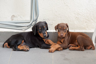 Male Black/Rust & Female Red/Rust 