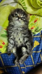 Baby Niki - American Curl Cat