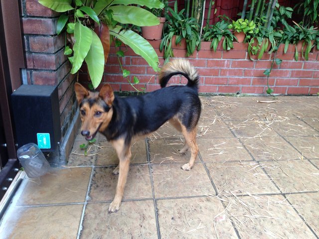 Girl - Mixed Breed Dog