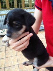 Baby - Golden Retriever Mix Dog