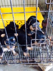 Silky Puppy - Silky Terrier Dog
