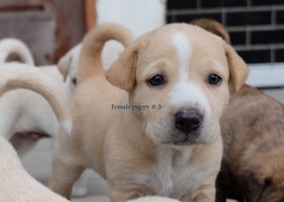 Female golden and white fur