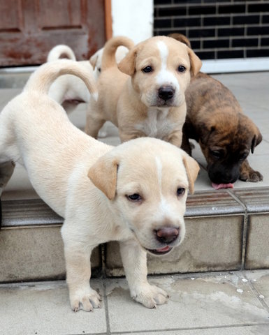 Female Puppies  - Mixed Breed Dog