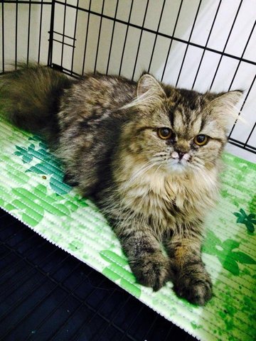 Lofa - Persian Cat