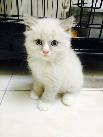 Dodo - Birman + Persian Cat