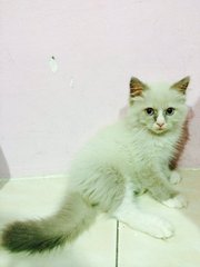 Dodo - Birman + Persian Cat