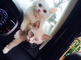 Dodo - Birman + Persian Cat