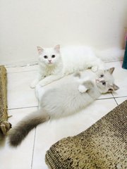 Dodo - Birman + Persian Cat