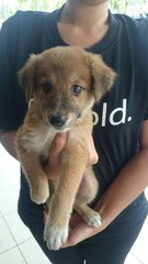 Litty Puppy - Mixed Breed Dog