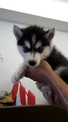 Black And White Siberian Husky - Husky Dog