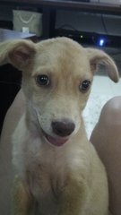 Sugar - Mixed Breed Dog