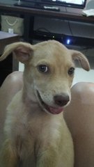 Sugar - Mixed Breed Dog