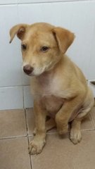 Sugar - Mixed Breed Dog