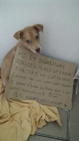 Sugar - Mixed Breed Dog