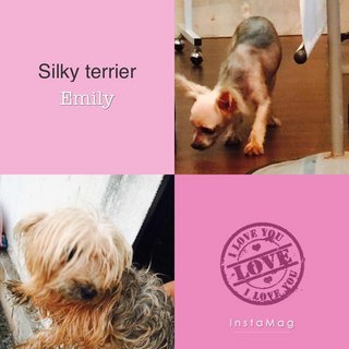 Emily - Silky Terrier Dog