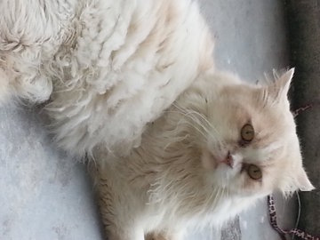 Leman - Persian + Domestic Long Hair Cat