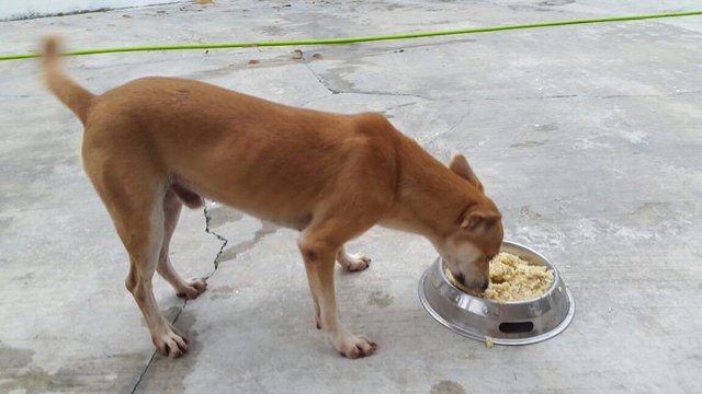 Stone - Mixed Breed Dog