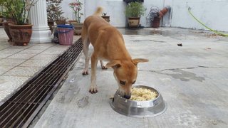 Stone - Mixed Breed Dog